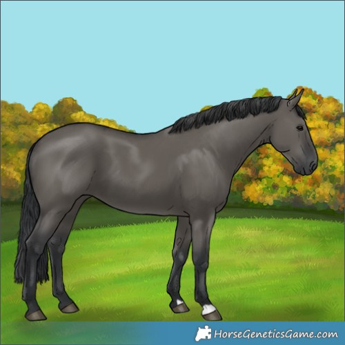 Horse Color:Grullo 