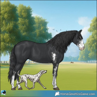 Horse Color:Black Sabino