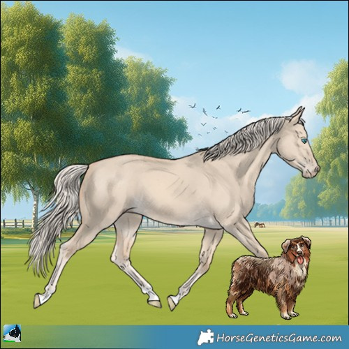 Horse Color:Cremello Dun 