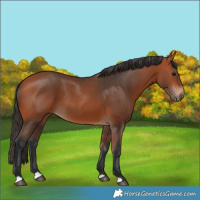 Horse Color:Bay 