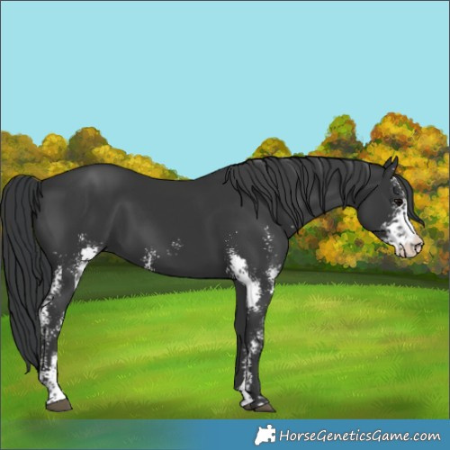 Horse Color:Black Sabino