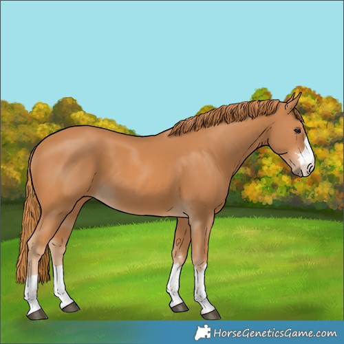 Horse Color:Chestnut 