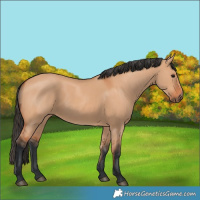 Horse Color:Bay Dun
