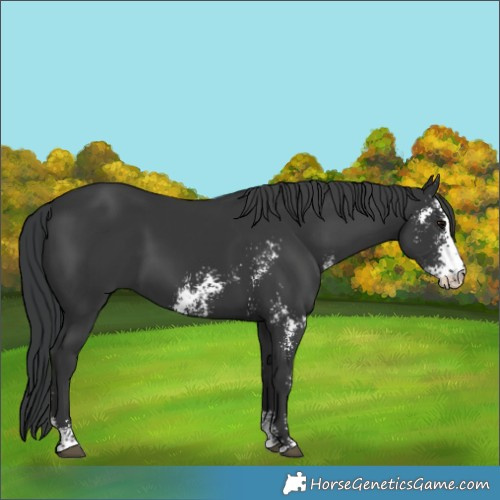 Horse Color:Black Sabino 
