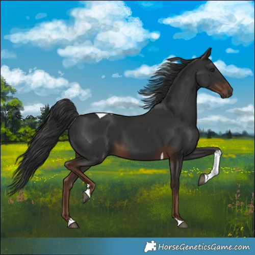 Horse Color:Liver Chestnut Tobiano 