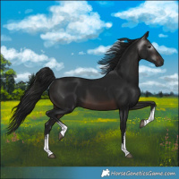 Horse Color:Gray White Spotted Brown 