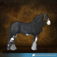 Horse Color:Black Sabino 