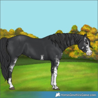 Horse Color:Black Sabino