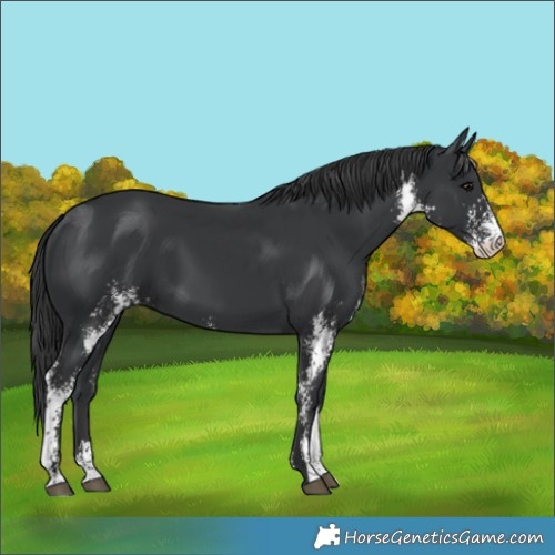 Horse Color:Black Sabino