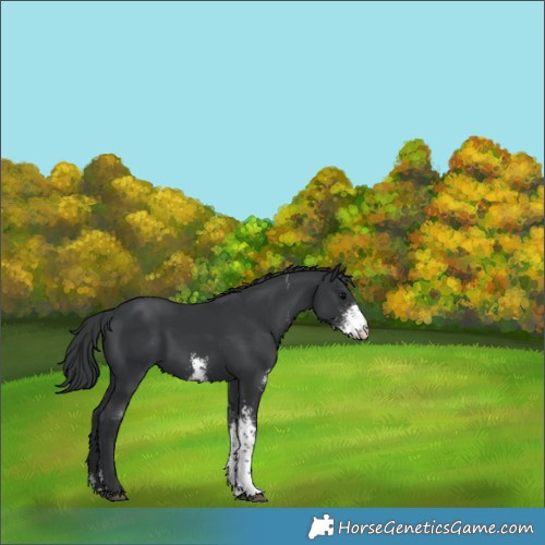 Horse Color:Black Sabino 
