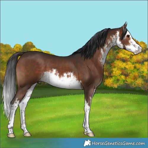 Horse Color:White Spotted Brown 