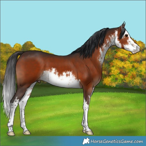 Horse Color:White Spotted Brown