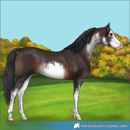 Horse Color:White Spotted Brown Rabicano 