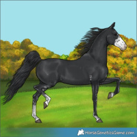 Horse Color:Black Sabino 