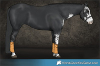 Horse Color:Black Sabino 