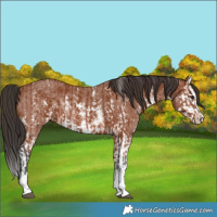 Horse Color:Bay Sabino Rabicano and Bay Sabino Splash Rabicano