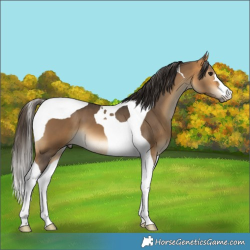 Horse Color:Buckskin Tobiano