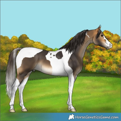 Horse Color:Buckskin Tobiano 