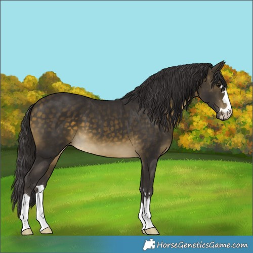 Horse Color:Buckskin 