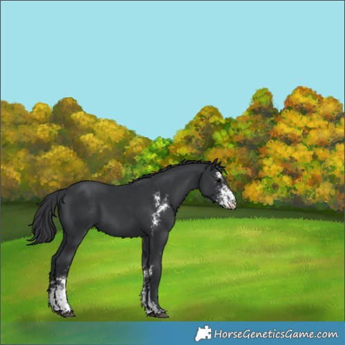 Horse Color:Black Sabino 
