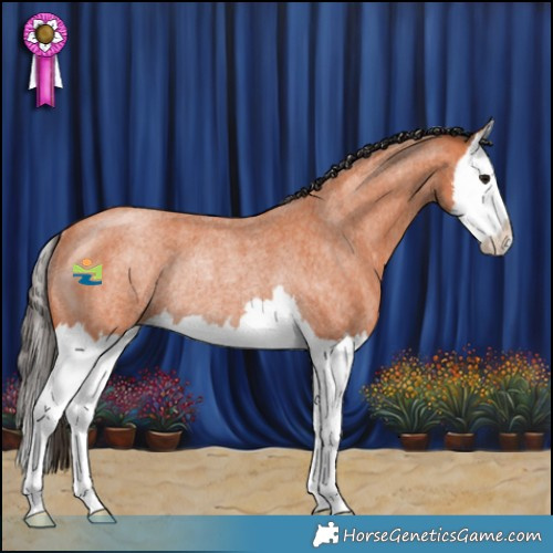 Horse Color:Bay Roan Splash Rabicano 
