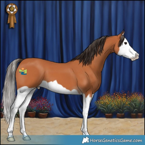 Horse Color:Bay Splash 