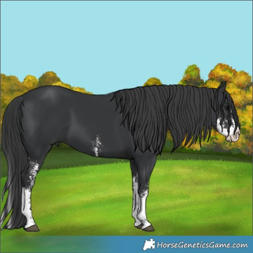 Horse Color:Black Sabino Splash