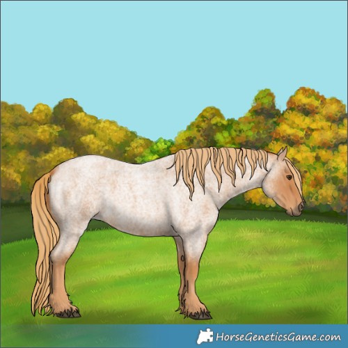 Horse Color:Red Roan