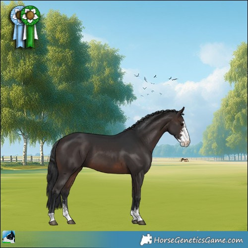 Horse Color:Brown Sabino