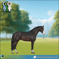 Horse Color:Brown Sabino 
