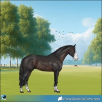 Horse Color:Brown Sabino 