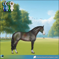Horse Color:Brown Sabino