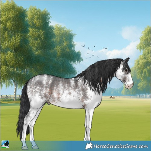 Horse Color:White Spotted Brown Rabicano 