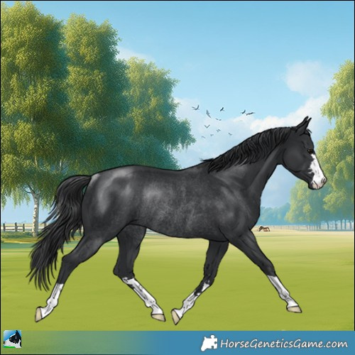 Horse Color:Black Rabicano 