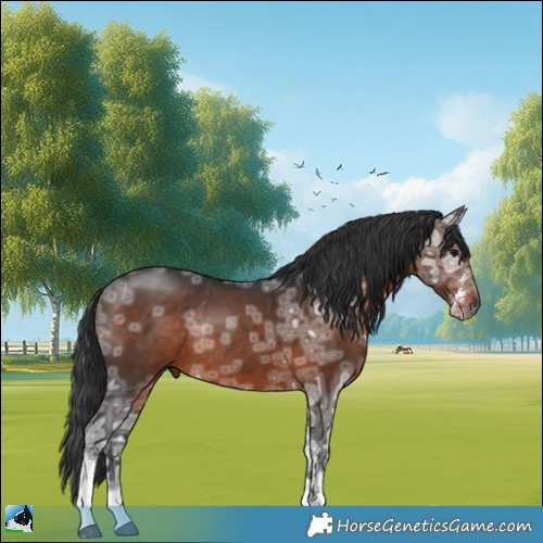 Horse Color:Brown Ice Sabino Rabicano 