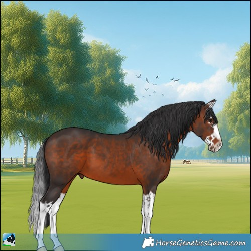 Horse Color:Brown Splash 