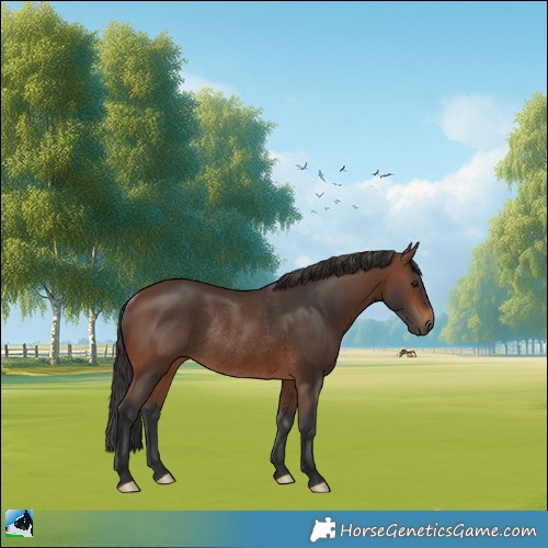 Horse Color:Brown Rabicano 