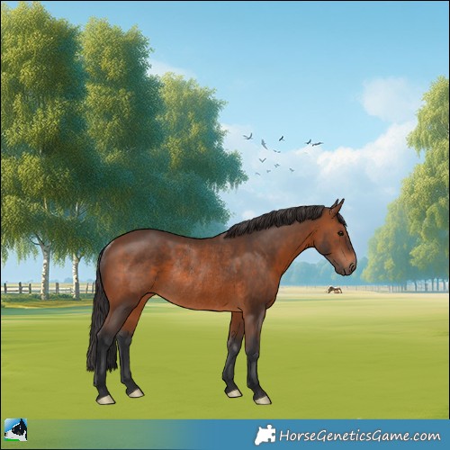 Horse Color:Brown Rabicano 