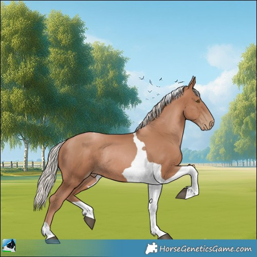 Horse Color:Silver Black Pearl Tobiano Rabicano 