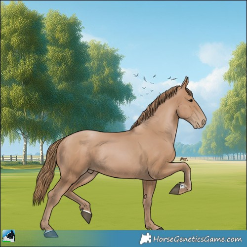 Horse Color:Black Pearl Rabicano 