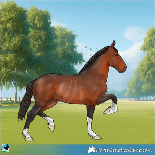 Horse Color:Brown Rabicano 