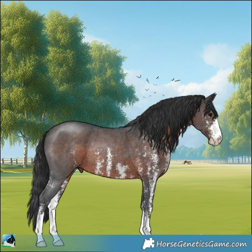 Horse Color:Brown Sabino Rabicano 