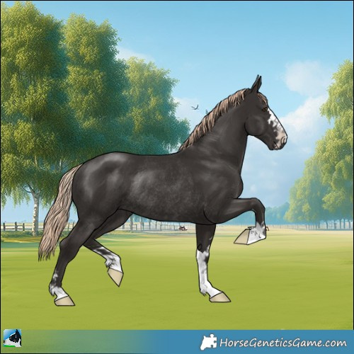Horse Color:Liver Chestnut Rabicano 