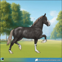 Horse Color:Liver Chestnut Rabicano 