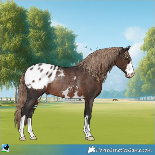 Horse Color:Liver Chestnut Blanket Rabicano 