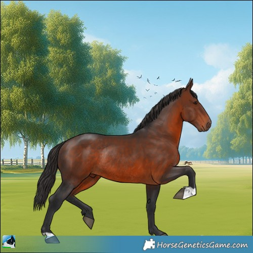 Horse Color:Brown Rabicano 