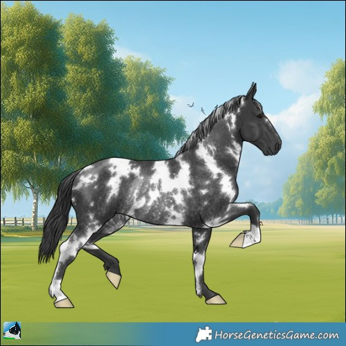 Horse Color:White Spotted Black Rabicano 