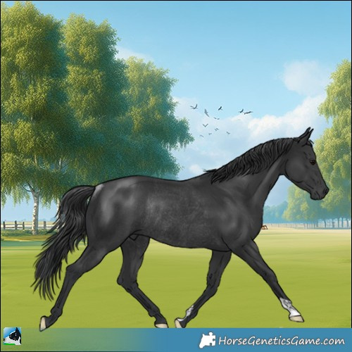 Horse Color:Black Rabicano 
