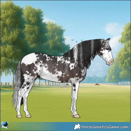 Horse Color:White Spotted Brown Splash Rabicano 
