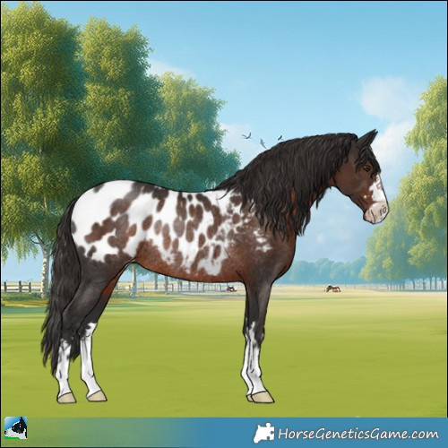 Horse Color:Liver Chestnut Appaloosa Rabicano 